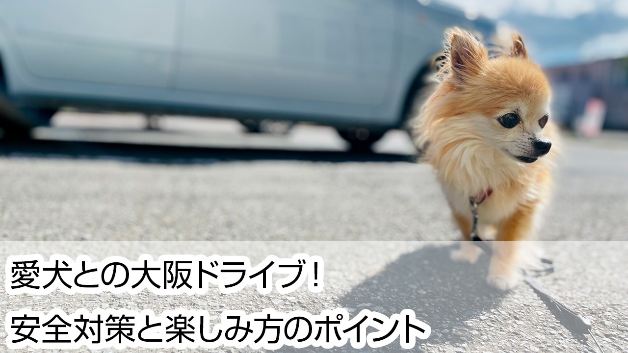 愛犬との大阪ドライブ
